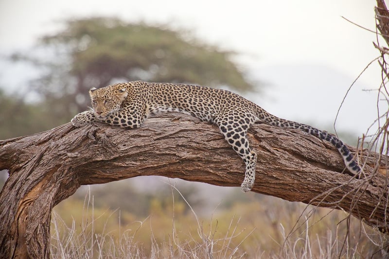 Time Machine Safaris